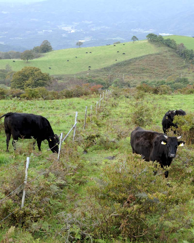 草原でのんびりと草を食べる牛たちです。遠くに見える黒い点々は農牧されている牛たちで、のどかな眺めでした。