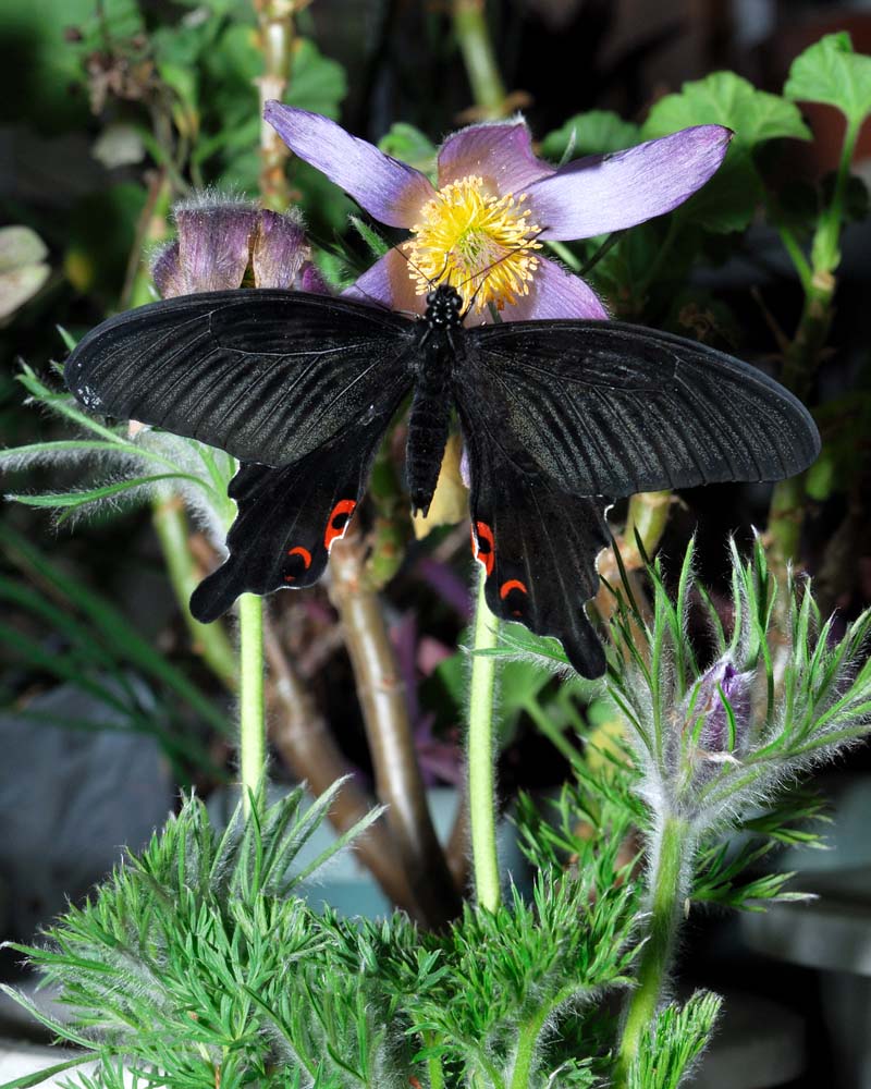 オキナグサの花にしがみついている羽化しばかりのクロアゲハです。
