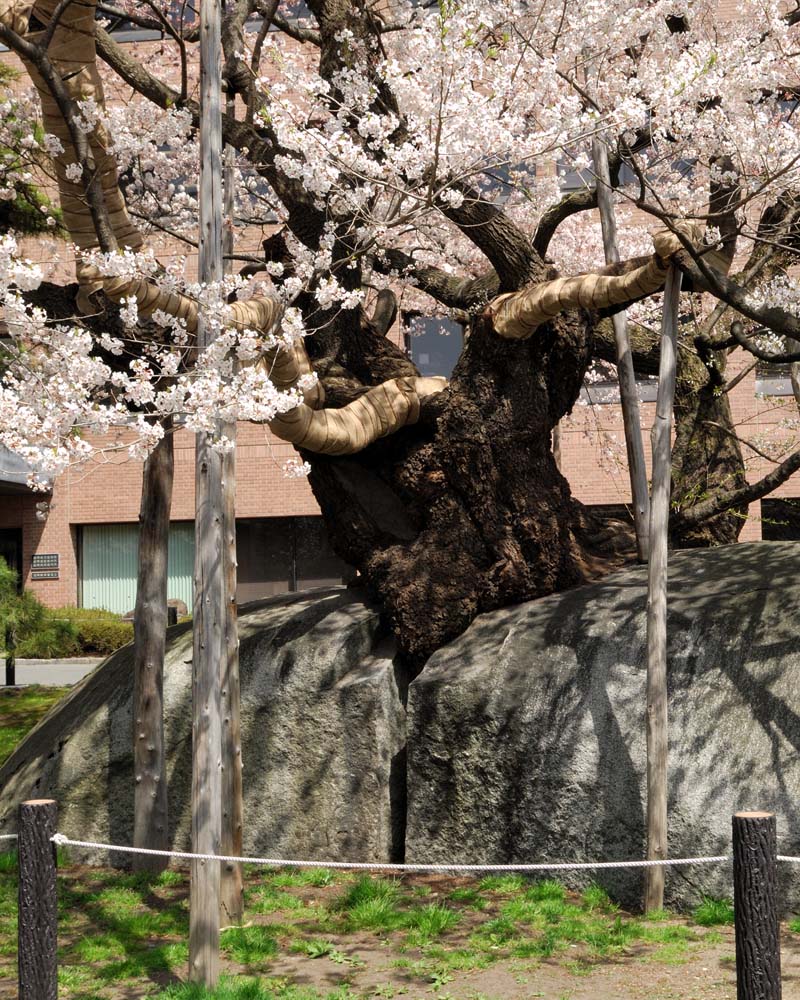 巨大な花崗岩の隙間から芽を出し、３５０年間成長し続けてきたエドヒガン、別名石割桜とも言われています。