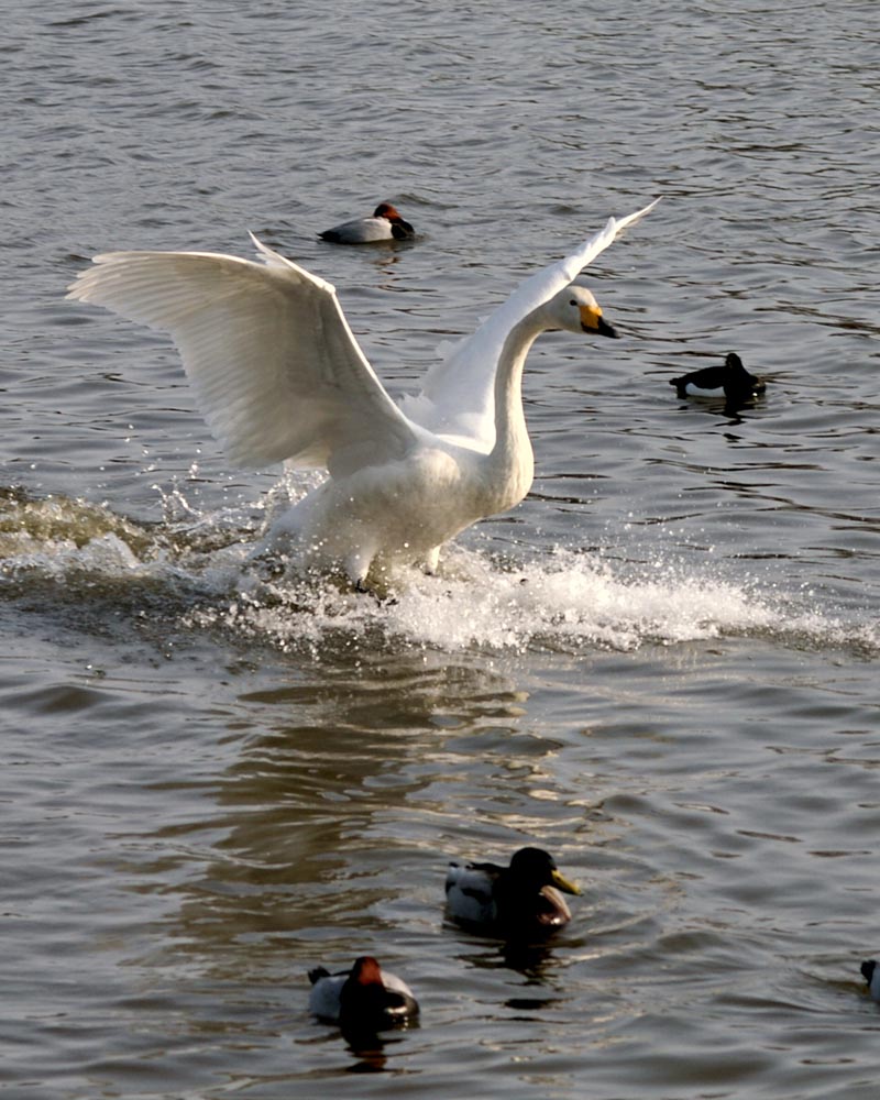 図体のでかい白鳥が着水する様子は迫力のある場面になります。翼を一杯に拡げて大きな足をブレーキにして、すーっと滑りながら着水します。
