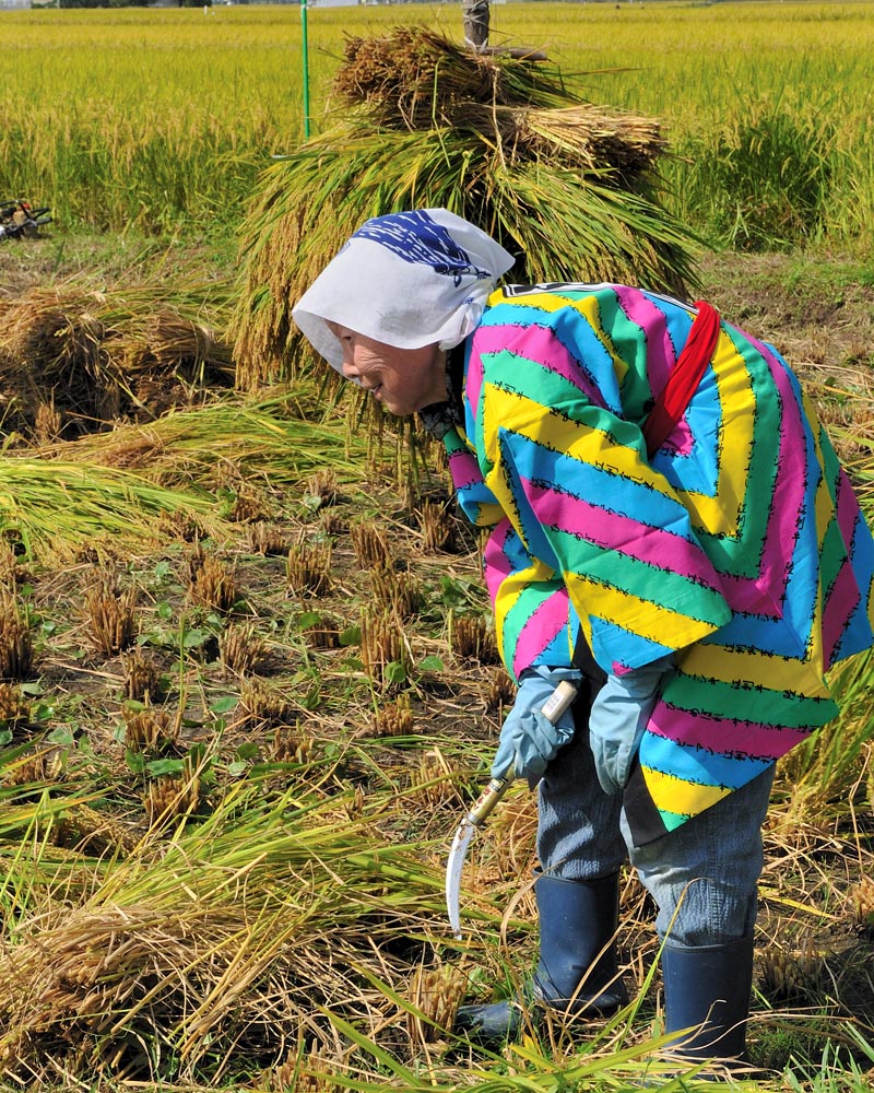 稲刈りに参加された米寿の女性、子ども達よりてきぱきと刈り取る様に見とれてしまいます。