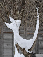 NO.214　雪の造形・白い狐