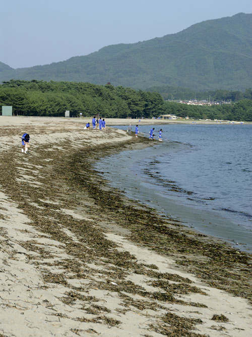 在りし日の高田松原と砂浜です。大津波は完全にこの地を破壊し消滅させました。