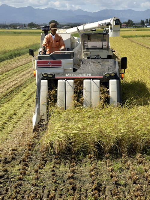 六条刈りの大型コンバインによるひとめぼれの稲刈り風景です。飯米用ではなく、種籾用の刈り取りです。