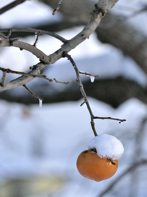 雪の帽子をかぶる柿の実、野鳥のエサになっています。