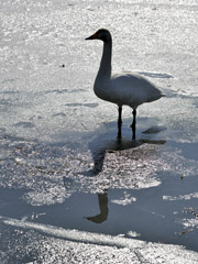 NO.251　氷上の白鳥