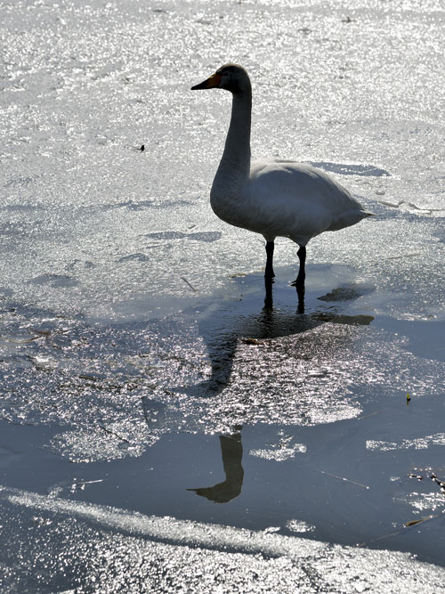 溶けかかった氷の上に立つ一羽の白鳥、何故か影が二つあるのが不思議です。