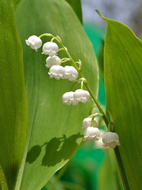 可憐なスズランの花は大きさ７ミリ、10個ほどの純白の花を付けます。しかし、毒草とは恐ろしいものです。