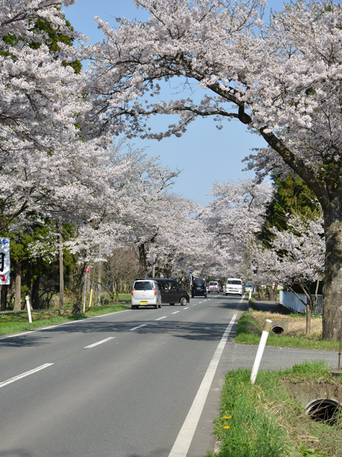 通称「桜の回廊」と呼ばれる道路脇の桜並木、西に向かって道路で満開の状況でした。