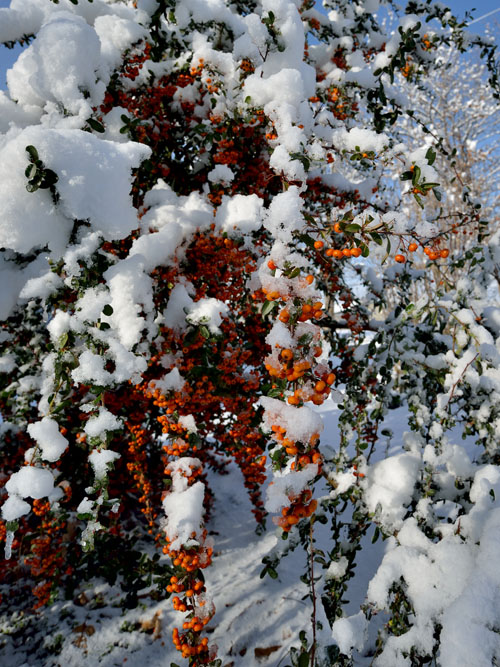 雪に埋もれたピラカンサ、湿った雪で赤い実が雪の中から輝いていました。