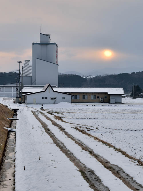 稲の切り株が見えるほど雪の少ない冬になっています。