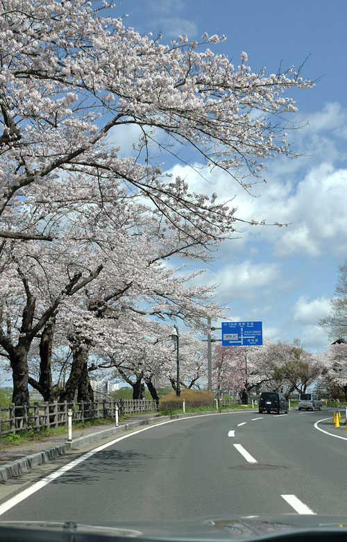 北上市展勝地の桜、今を盛りと咲き誇っています。
