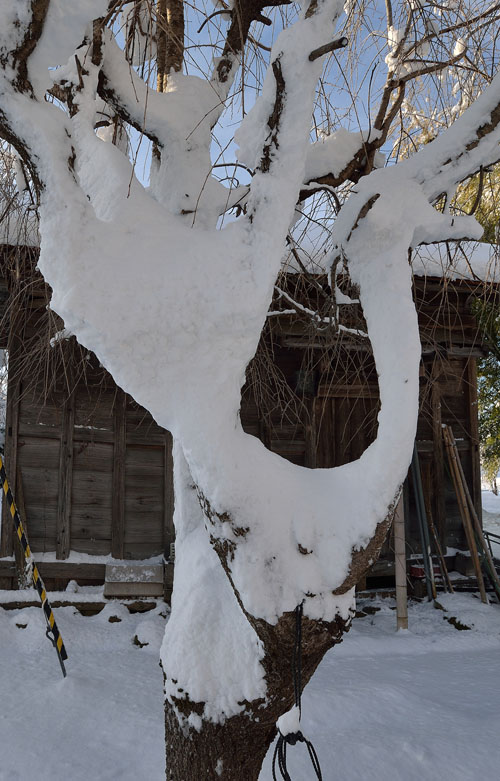 右側の枝に付着した雪が、細長い首を思わせ、白鳥の頭とクチバシに見えてきました。
