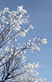 NO.381　街路樹に咲く雪の花