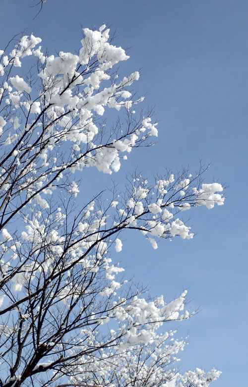 街路樹に咲く花・雪の花としゃれてみました。