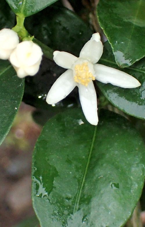 可憐な細長い花ビラが目を惹き、良く見ると花の中央部には丸い形をしたものが見えています。