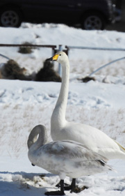 �c��ڂ̒��̔����B