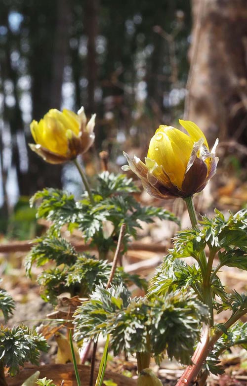 ���ꂢ�ȉԂł����|���|���S���ł��B